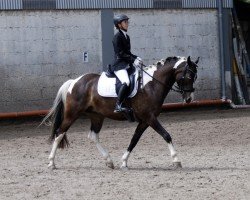 Pferd Cody (Deutsches Reitpony, 2017, von Champ)