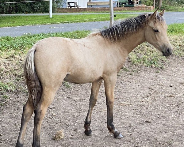 Fohlen von Fjordgårds Simply the Best (Deutsches Reitpony, 2024, von Mescal 15)