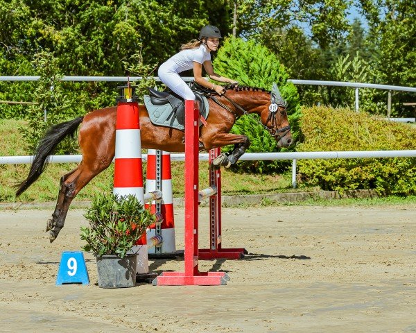 jumper Campari Sun 5 (German Riding Pony, 2018, from Carpe-Diem 2)