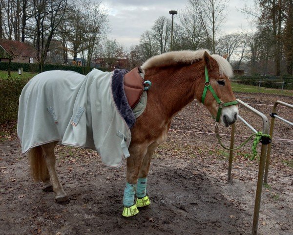 broodmare Disney (Edelbluthaflinger, 2006, from Angard)