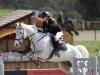 jumper Cellest 6 (Oldenburg show jumper, 2012, from Cellestial)