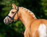 stallion Global Champion WE (German Riding Pony, 2016, from Golden West NRW)