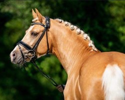 Deckhengst Global Champion WE (Deutsches Reitpony, 2016, von Golden West NRW)