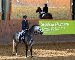 Dressurpferd Silver's Tinker Bell AS (Welsh Pony (Sek.B), 2020, von Cadlanvalley Deluxe)