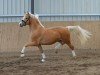 Dressurpferd Ghostbuster 63 (Deutsches Reitpony, 2021, von Global Champion WE)