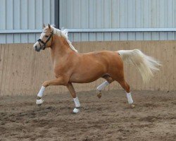 Dressurpferd Ghostbuster 63 (Deutsches Reitpony, 2021, von Global Champion WE)