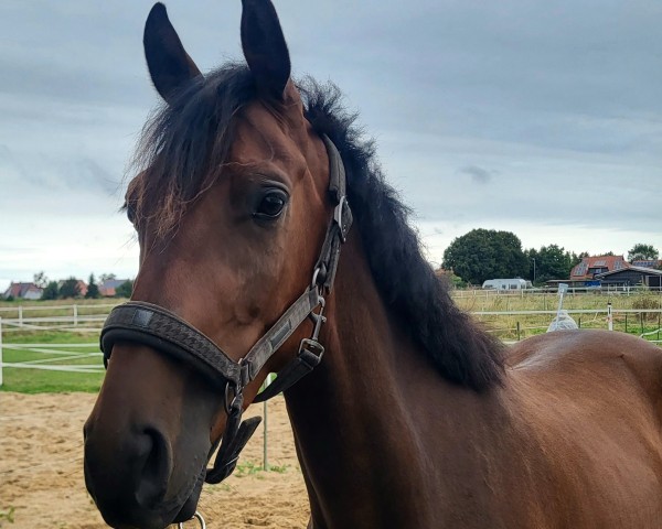 Springpferd Conrads Cavendish (Holsteiner, 2021, von Corfu de La Vie)