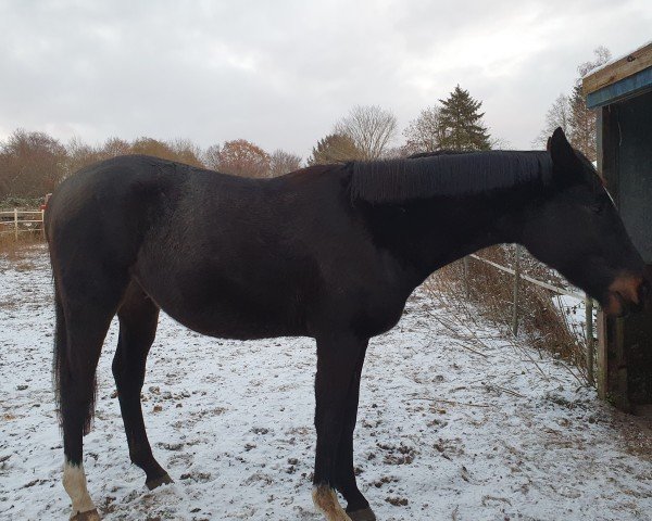 Springpferd Beeten Hoven (Trakehner, 2020, von Come close)