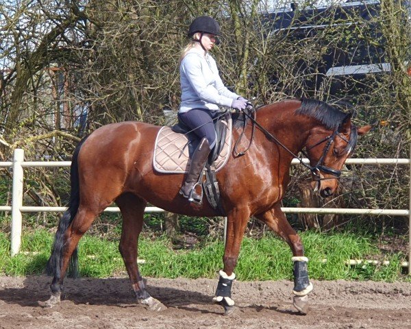 Springpferd Beeten Hoop (Trakehner, 2018, von Heops)