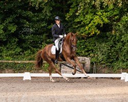 dressage horse Top Gear's Dancing Queen (Oldenburg, 2019, from Top Gear)