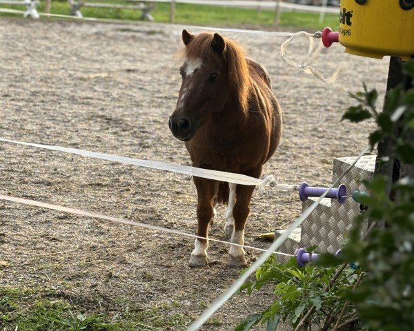 Dressurpferd Zottel (Pony ohne Rassebezeichnung, 2010)