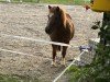 dressage horse Zottel (Pony without race description, 2010)