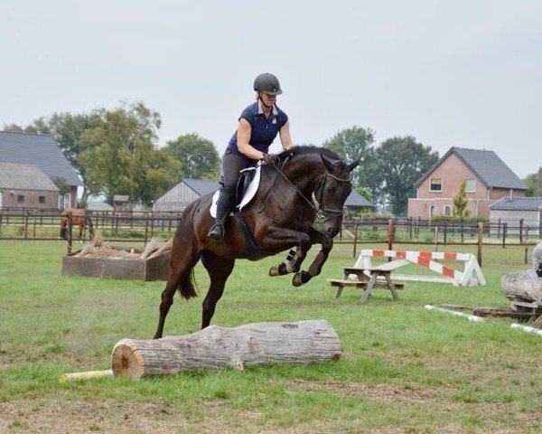 broodmare CAROANNE (Oldenburg, 2012, from Cador 5)