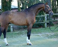 stallion Chrissikos (Bavarian, 2012, from Clooney)