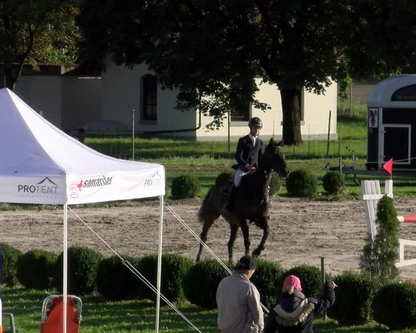 Reitturnier Basel 2024