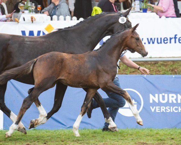 foal by So Nice Painted s (Hanoverian, 2024, from Sky)