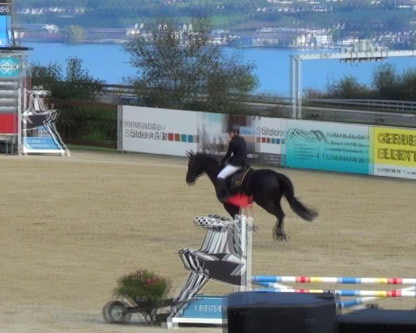 Reitturnier Wädenswil 2024