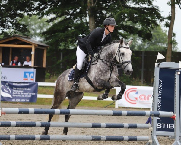 Springpferd Earl's Cross (Connemara-Pony, 2013, von Crosskeys Rebel)