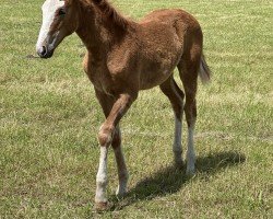 foal by Melodie (Pinto / Small Riding Horse, 2024, from Million Reasons)