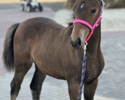 foal by Malu (German Riding Pony, 2024, from Million Reasons)