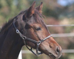 foal by Fairytale LB (Austrian Warmblood, 2024, from Bonfilio)