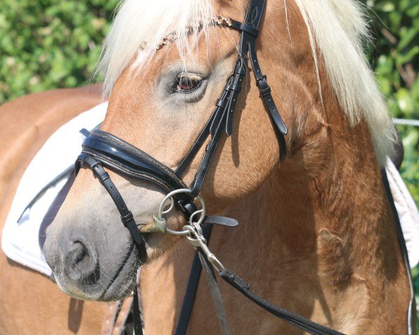 Zuchtstute Luxemburg (Haflinger,  , von Amethist van de Heksenketel)