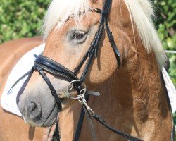 broodmare Luxemburg (Haflinger,  , from Amethist van de Heksenketel)