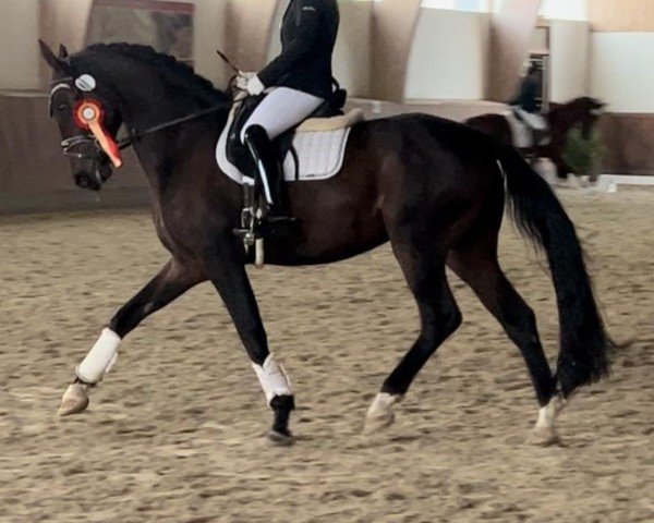 dressage horse Fernando 772 (Westphalian, 2019, from Franziskus FRH)