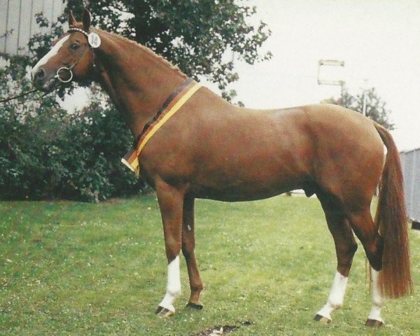 stallion Zauberklang (Trakehner, 1973, from Prince Condé)