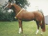 stallion Zauberklang (Trakehner, 1973, from Prince Condé)
