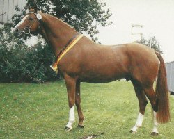 stallion Zauberklang (Trakehner, 1973, from Prince Condé)