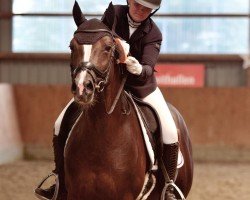 stallion Veneziano B (German Riding Pony, 2017, from Vincenzo NRW)