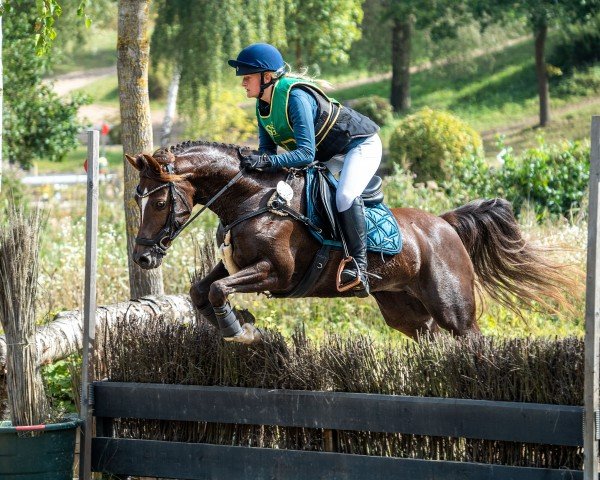 Springpferd Starpower Tila (Deutsches Reitpony, 2014, von Carnuet)