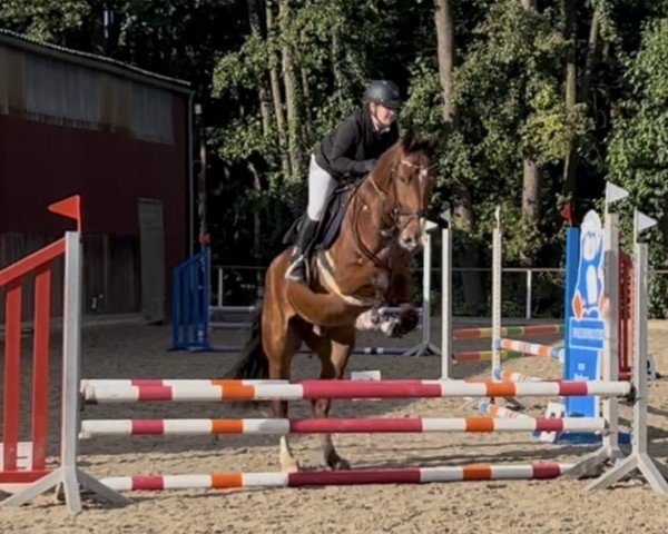 jumper Kommander Pezi (Oldenburg show jumper, 2019, from Kanndarco)