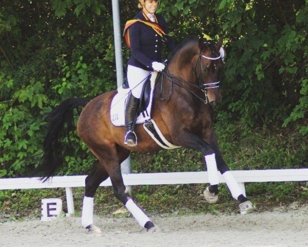 dressage horse Sam 1014 (Hanoverian, 2009, from Soliman)