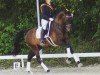 dressage horse Sam 1014 (Hanoverian, 2009, from Soliman)