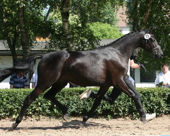 Zuchtstute Erida (Trakehner, 2011, von Connery)