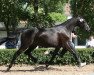 broodmare Erida (Trakehner, 2011, from Connery)