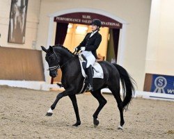 dressage horse Sweet Love for Harry H.U. (Westphalian, 2015, from San Amour I)