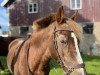 broodmare Mona (German Riding Pony, 2002, from Mondeo)