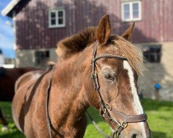 broodmare Mona (German Riding Pony, 2002, from Mondeo)