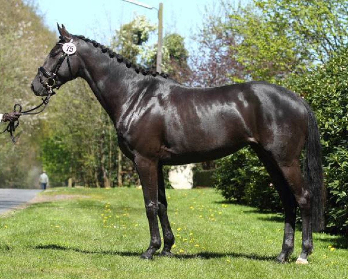 jumper Susi Sorglos (Trakehner, 2012, from Buddenbrock)