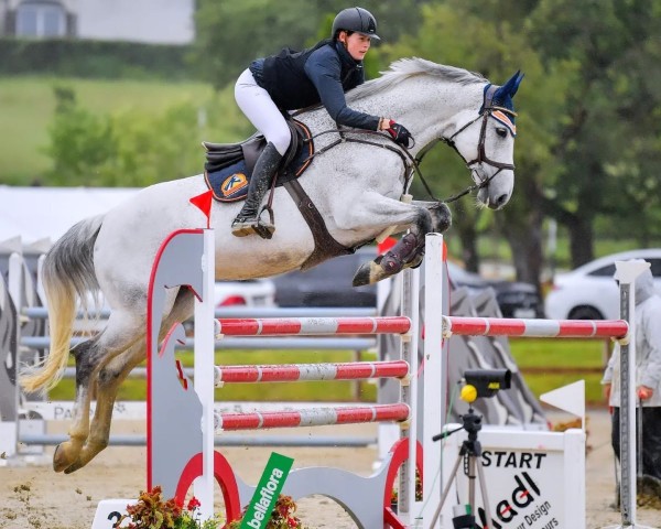 Springpferd Charly Brown 317 (Holsteiner, 2010, von Colman)