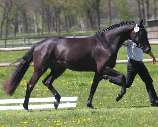 dressage horse Insterkrone (Trakehner, 2013, from Schwarzgold)