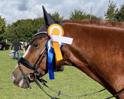 Deckhengst Fs Newton (Deutsches Reitpony, 2015, von Fs Numero Uno)