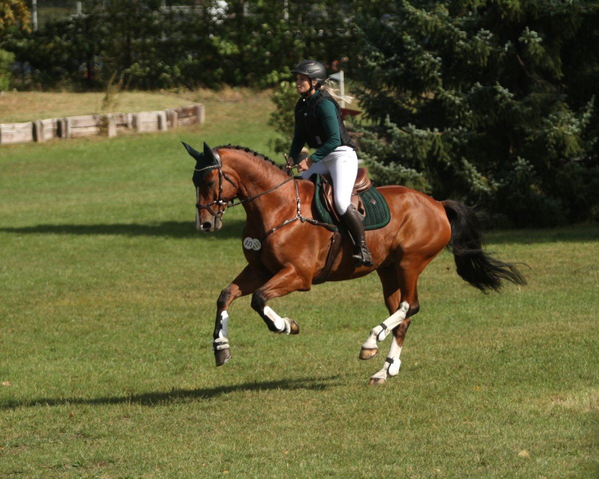 jumper Cascorado 5 (German Sport Horse, 2010, from Chap 47)