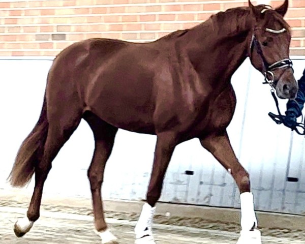 dressage horse Von Herzen Vreddie (Oldenburg, 2021, from Vivino)