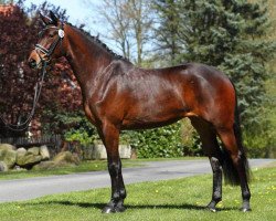 broodmare Kosima (Trakehner, 2013, from Schwarzgold)