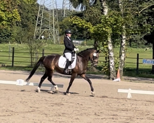 dressage horse Mastro's Devue (German Riding Pony, 2018, from Wengelo's Nelson)