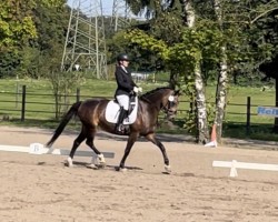 dressage horse Mastro's Devue (German Riding Pony, 2018, from Wengelo's Nelson)